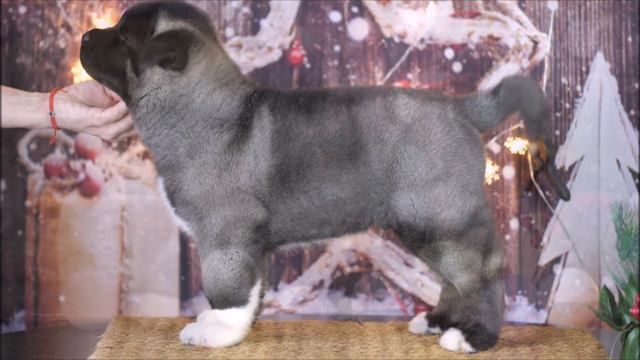 Питомник Американских Акит. ⚡⚡⚡ZAASI DIAMOND MORIARTY MADISON - ЗААСИ ДАЙМОНД МOРИАРТИ МЭДИСОН смотреть онлайн