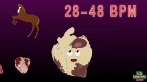 Human Body Size Comparison Heart Size Comparison