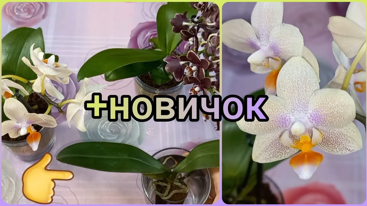 ПЕРЕСАДКА новеньких МИКРО ОРХИДЕЙ?Хитрый приём с использованием торф-стаканчика?Азиатский НОВИЧОК