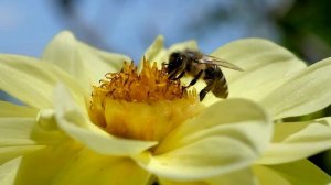 Спокойная мелодия для медитации 9 6 1