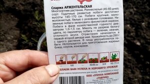 Спаржа "АРЖЕНТЕЛЬСКАЯ". Посадка Рассады в Открытый Грунт.  5 мая 2021г.