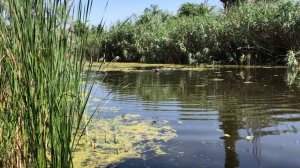 Медвежонок Том на курорте. Анапа цирк Никулина