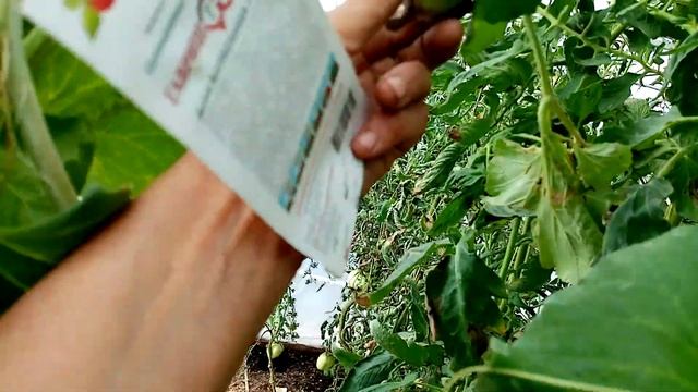 Сорвала первую Вызревшую Дыню из Теплицы сорта "КОЛХОЗНИЦА". 23 августа 2022г. смотреть онлайн