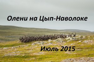 Олени на Цып-Наволоке 2015