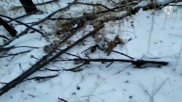 Тофалар 500. По дровишки на буксе смотреть онлайн