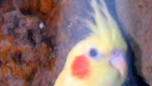 #Кореллы, как отличить самку от самца