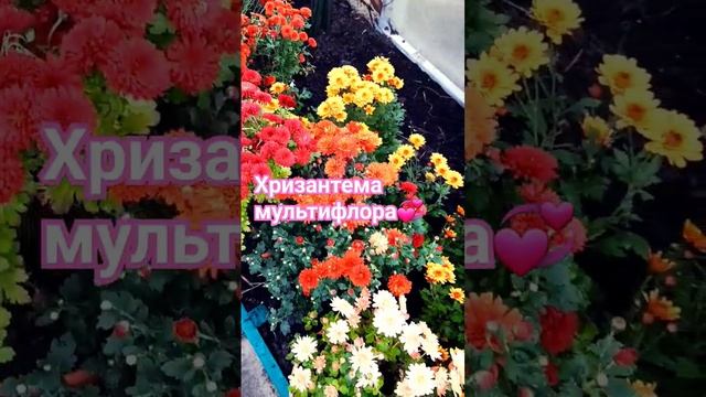 Хризантема?? Мультифлора-Королева Осени??? #влог #многолетники #обзор смотреть онлайн