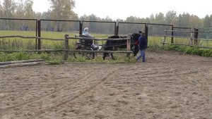 Васёл. Первый заезд в двуколке.