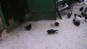 Николаевские голуби г.Павлоград.Просмотр голубей друзями.(28.01.2022).