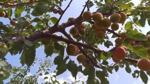 КАК РАСТЕТ АБРИКОС ?