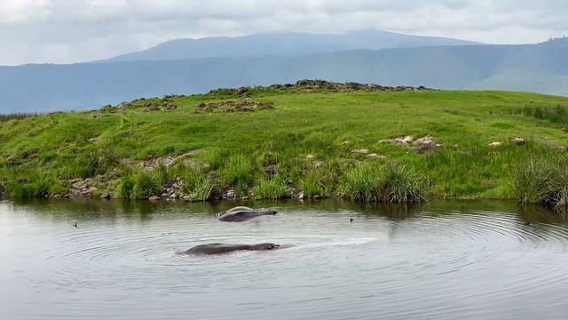 Сафарии в Танзании. Национальный парк Нгоро-Нгоро: львы, слоны, зебры, буйволы смотреть онлайн