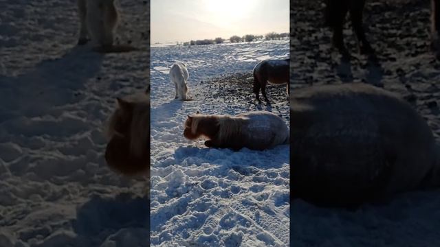 Лаурель. Интересная привычка у кобылы.