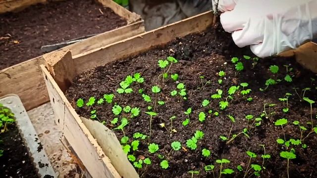 Пикировка и описание сорта земляники Барон Солемахер?. смотреть онлайн