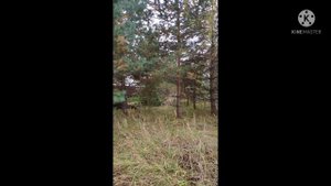 С чего начинается освоение земельного участка? Начало серия 1