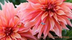 Георгина декоративная Лабиринт ? обзор: как сажать, рассада георгины Лабиринт