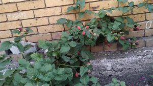 Обзор ежемалины Тайбери