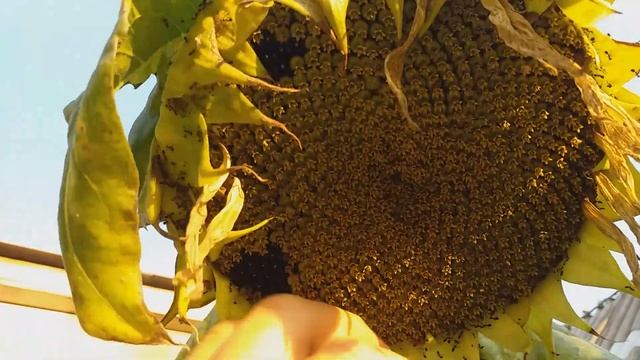 Выращивание кукурузы и подсолнечника - селекция и продуктивность.