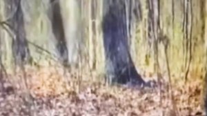Страшные Видео на Которых Были Сняты Мистические Существа