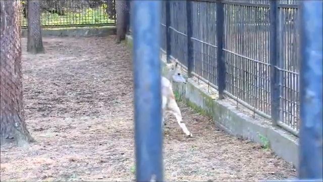 Голубые бараны 12.10.17г. смотреть онлайн