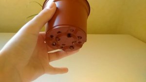 Циперус после посадки. Как растет.