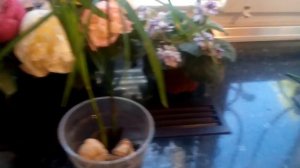 циперус ( папирус ) в аквариуме Часть 2