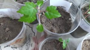 Виноград из косточки. Мои всходы и саженцы спустя два месяца.