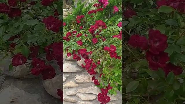 Почвопокровные Розы/7сортов смотреть онлайн