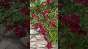 Почвопокровные Розы/7сортов