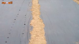 Агроволокно ПРЕИМУЩЕСТВА и НЕДОСТАТКИ. Помидоры, перец, огурцы, морковка и др. под агроволокном