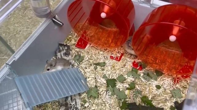 Почему хомяк постоянно спит?#яХрумка смотреть онлайн