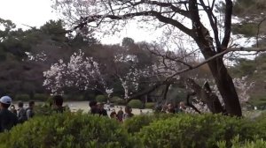 Япония.2)Ранняя сакура в Синдзюку-гёэн в Токио / Sakura Shinjuku Gyoen Garden inTokyo