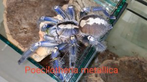 Кокон у одного из самых красивых видов пауков птицеедов Poecilotheria metallica