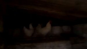 Петушиная песня