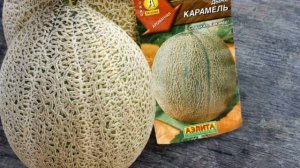 Самые скороспелые сорта дыни для дачи