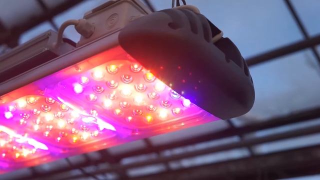 Светодиодные светильники для теплиц ECOLED BIO смотреть онлайн