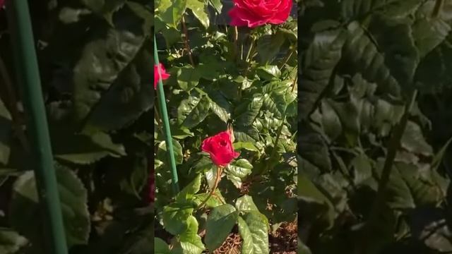 Английская роза Кейт смотреть онлайн