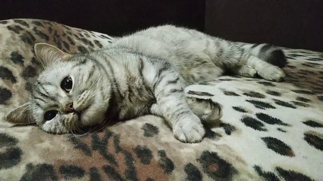 Течка у кошки. 1 год. Вторая течка. Скоттиш_страйт смотреть онлайн