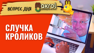 Охота крольчих зависит от породы кролика. Как гарантировано покрыть крольчиху за пару недель #Макляк