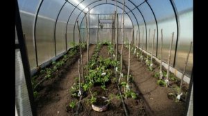 Полив капельной лентой теплица 3х6