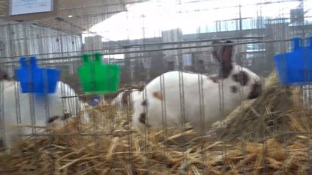 Английский и Рейнский Строкач смотреть онлайн