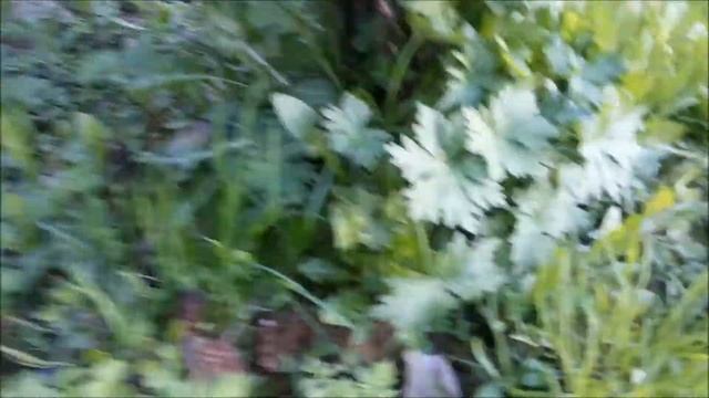 ТИХАЯ ОХОТА сезон открыт! (сморчки, строчки у дома!) смотреть онлайн