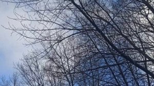 21 января праздник День Емельяна Зимнего. Народные приметы и традиции. Что делать нельзя.