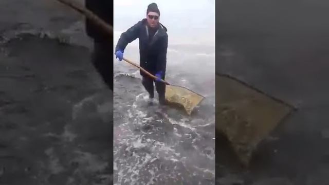Как ловят мойву