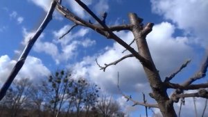 Обрезка яблони.Важные принципы.