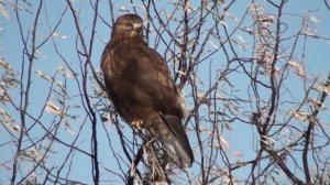 Rough-legged Hawk (Accipitridae: Buteo lagopus) Dark Phase