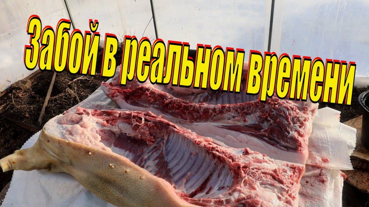 Забой свиньи по настоящему Сало копченое от Зауральского подворья