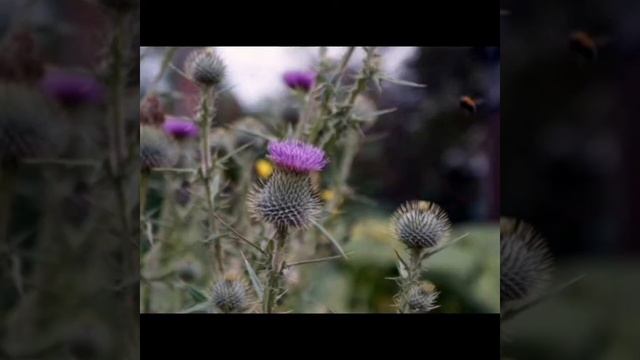 Чертополох, Расторопша - Колючее лекарство ✨✨✨