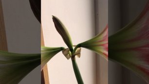 Амариллис цветет. Домашние растения.