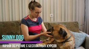 6 привычек людей, которые ненавидят собаки.