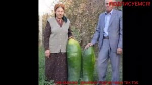 САМЫЕ БОЛЬШИЕ ОГУРЦЫ В МИРЕ | ТОПОВЫЕ РАЗМЕРЫ ОВОЩЕЙ | ЖЕСТЯК | TOP CUCUMBER